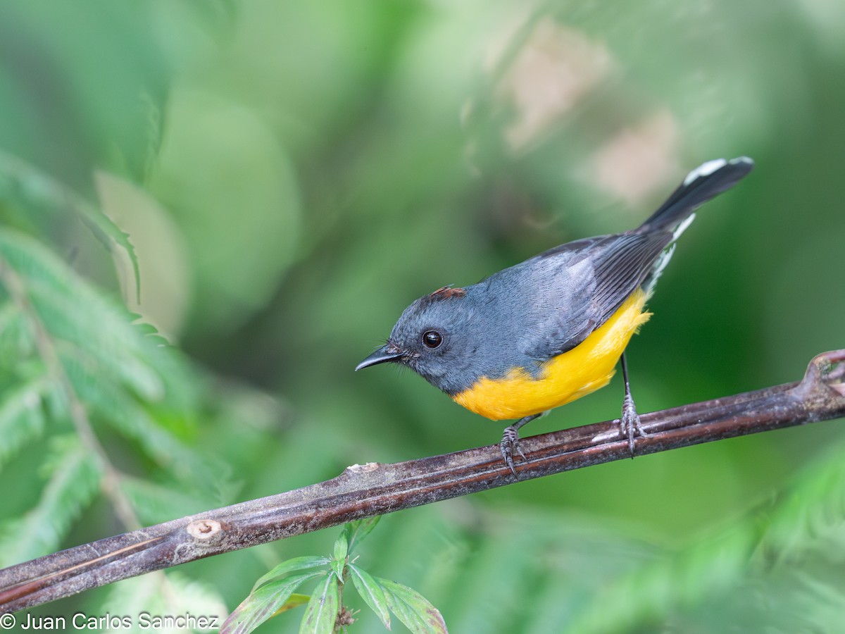 Slate-throated Redstart - ML622784525