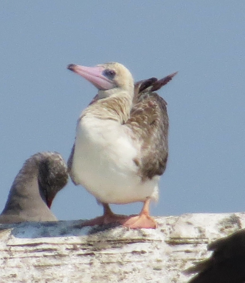 Red-footed Booby - Free Range Human