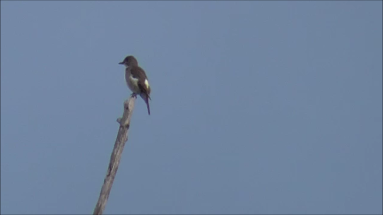 Olive-sided Flycatcher - ML622784556