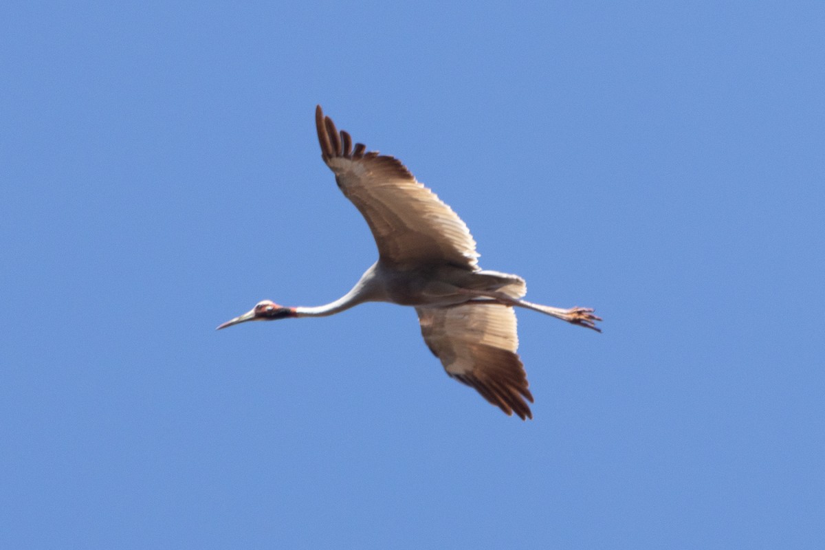 Sarus Crane - Jodhan Fine