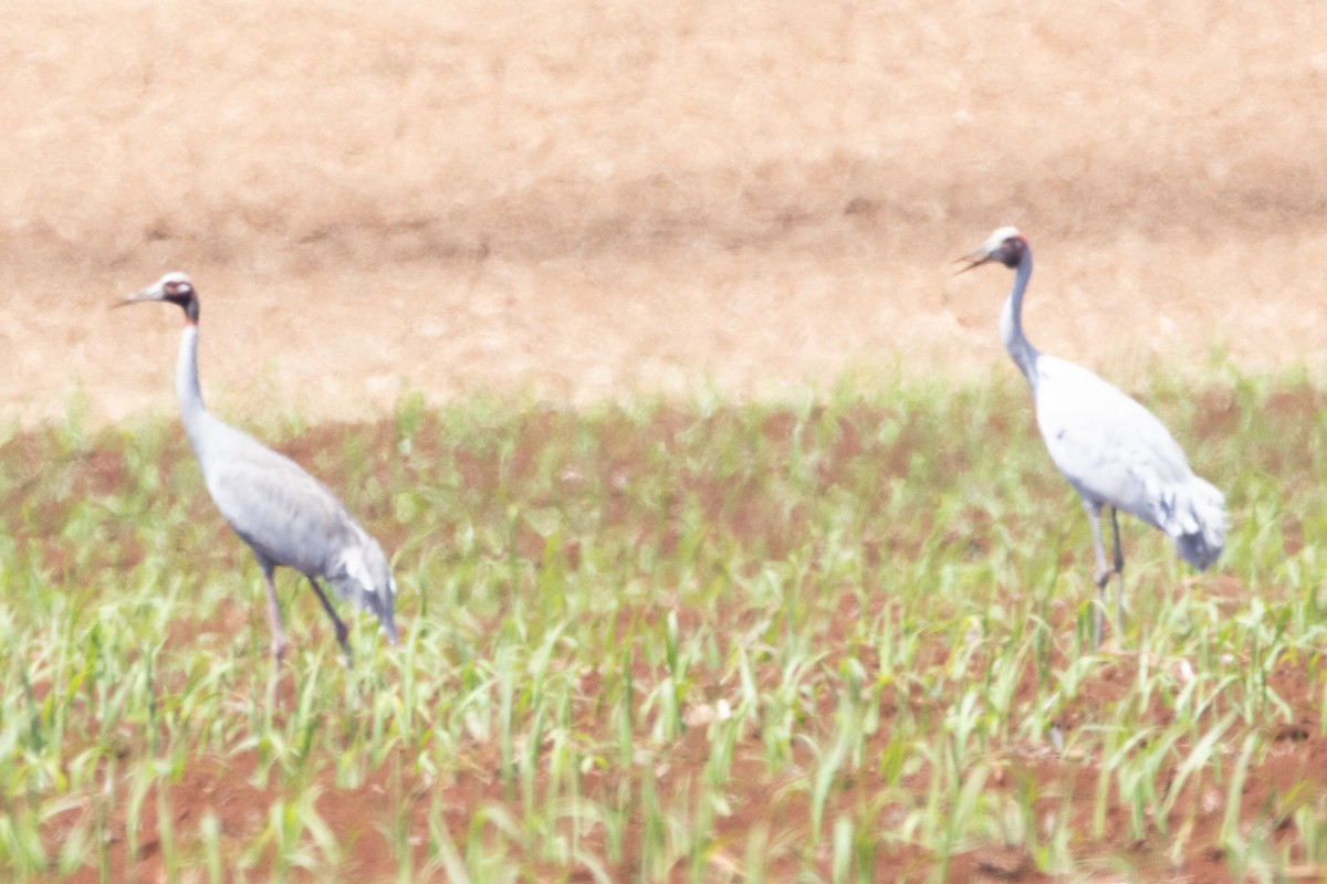 Sarus Crane - Jodhan Fine