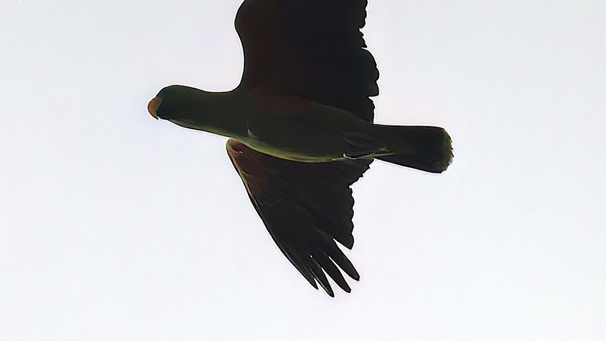 Papuan Eclectus - Mandy Talpas -Hawaii Bird Tours