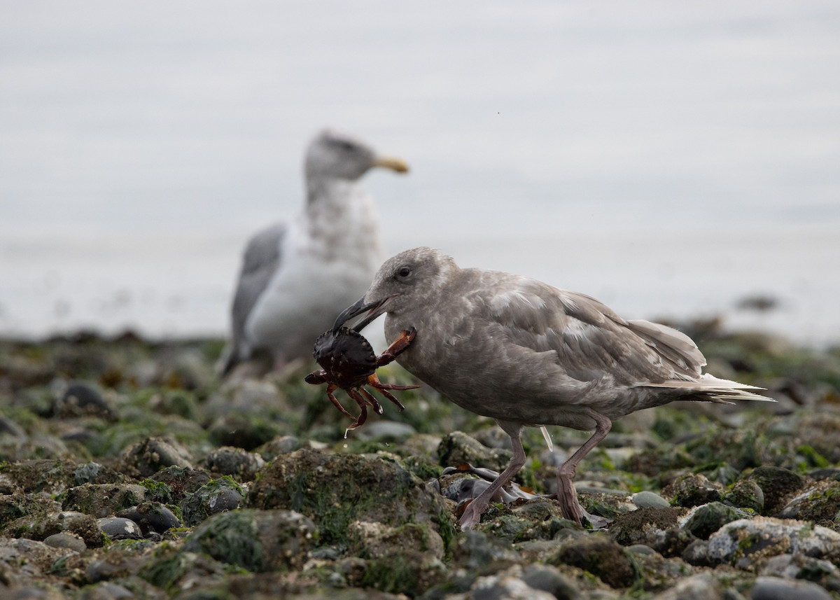 Glaucous-winged Gull - Zachary Rosenlund