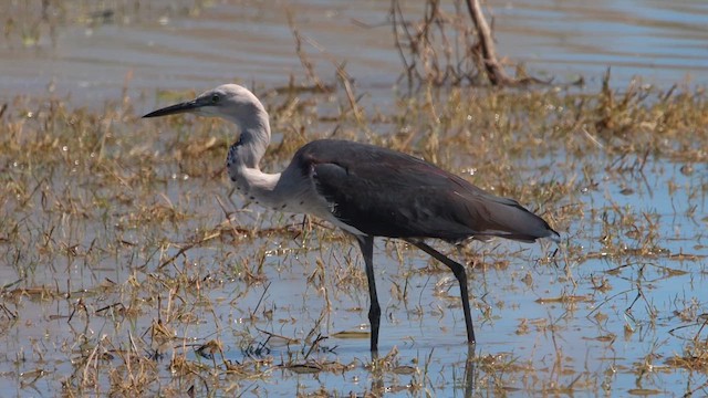 Garza Cuelliblanca - ML622784655