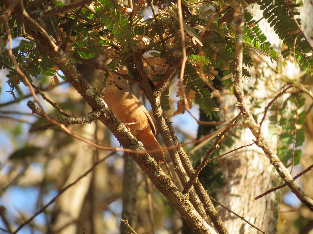 House Wren - Stephen Roque