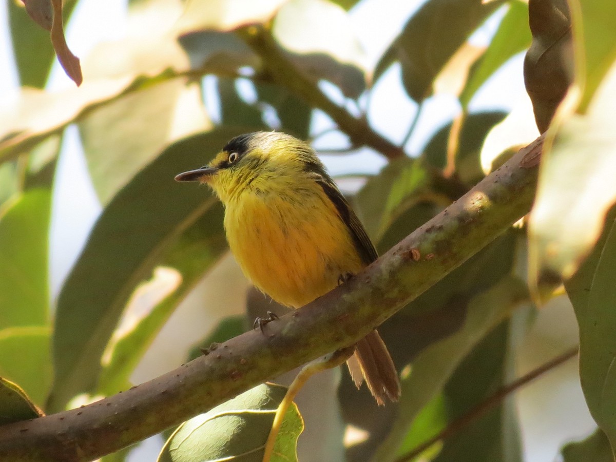 Gray-headed Tody-Flycatcher - Stephen Roque