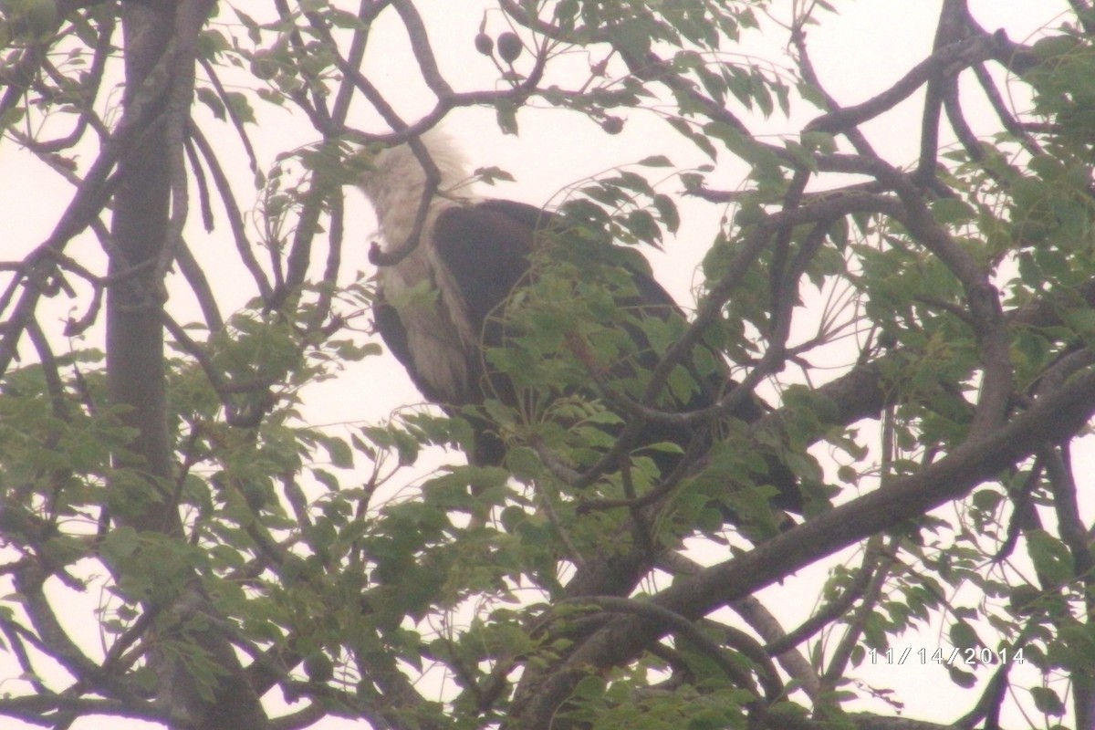 White-headed Vulture - ML622784737