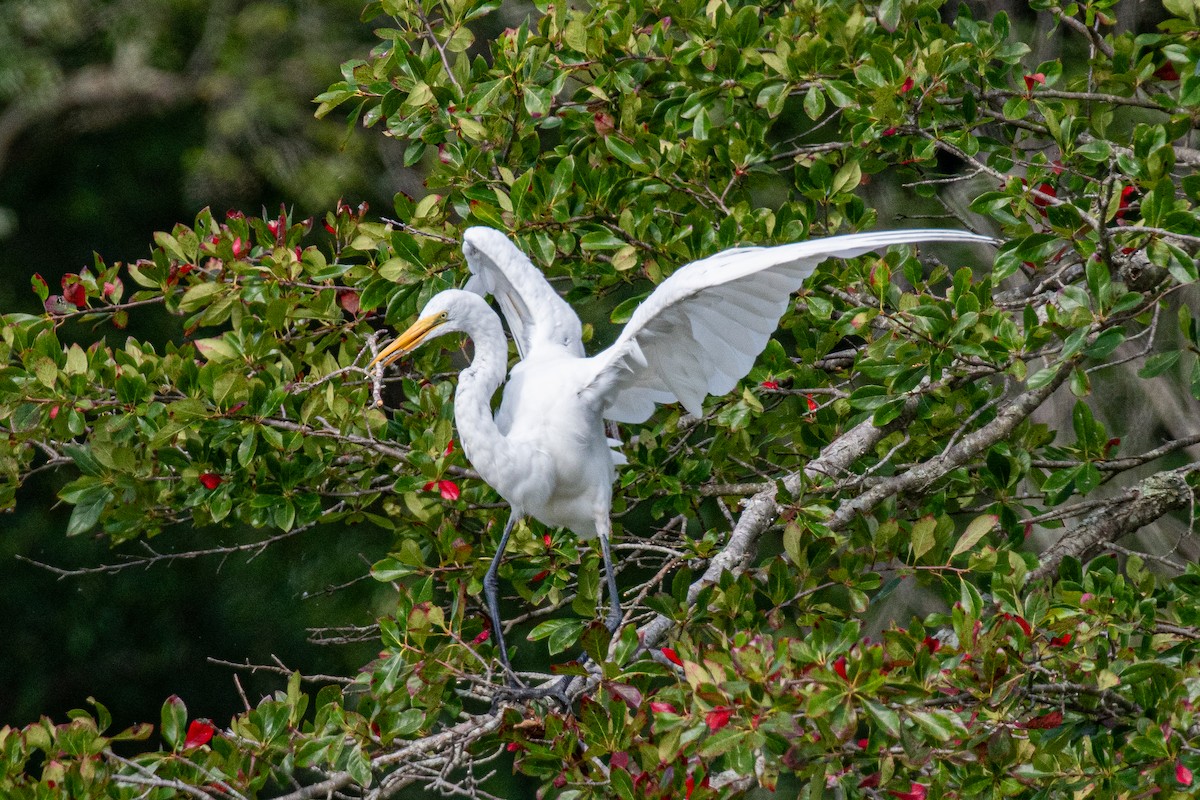 Great Egret - ML622784784