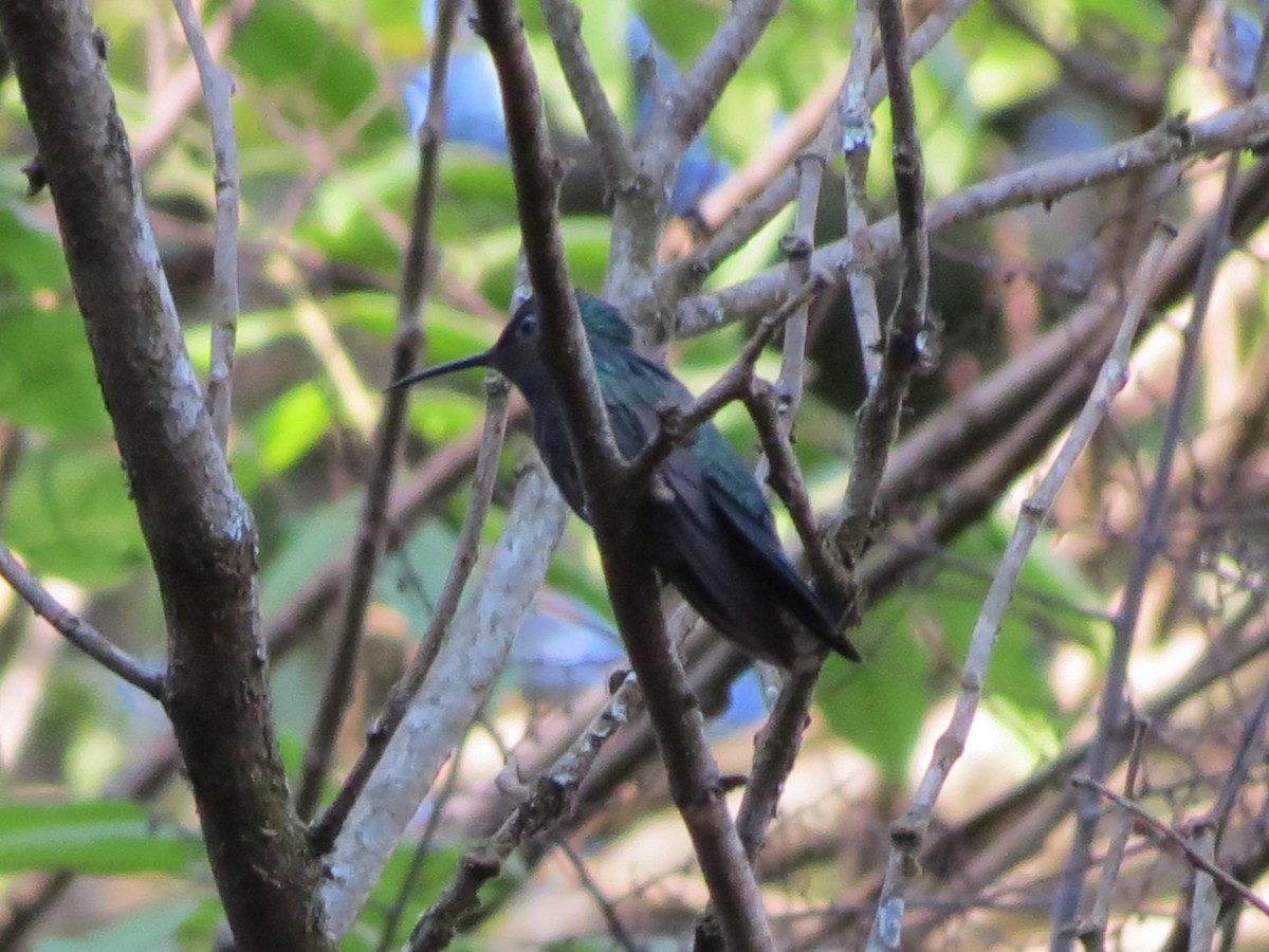 White-vented Violetear - ML622785090