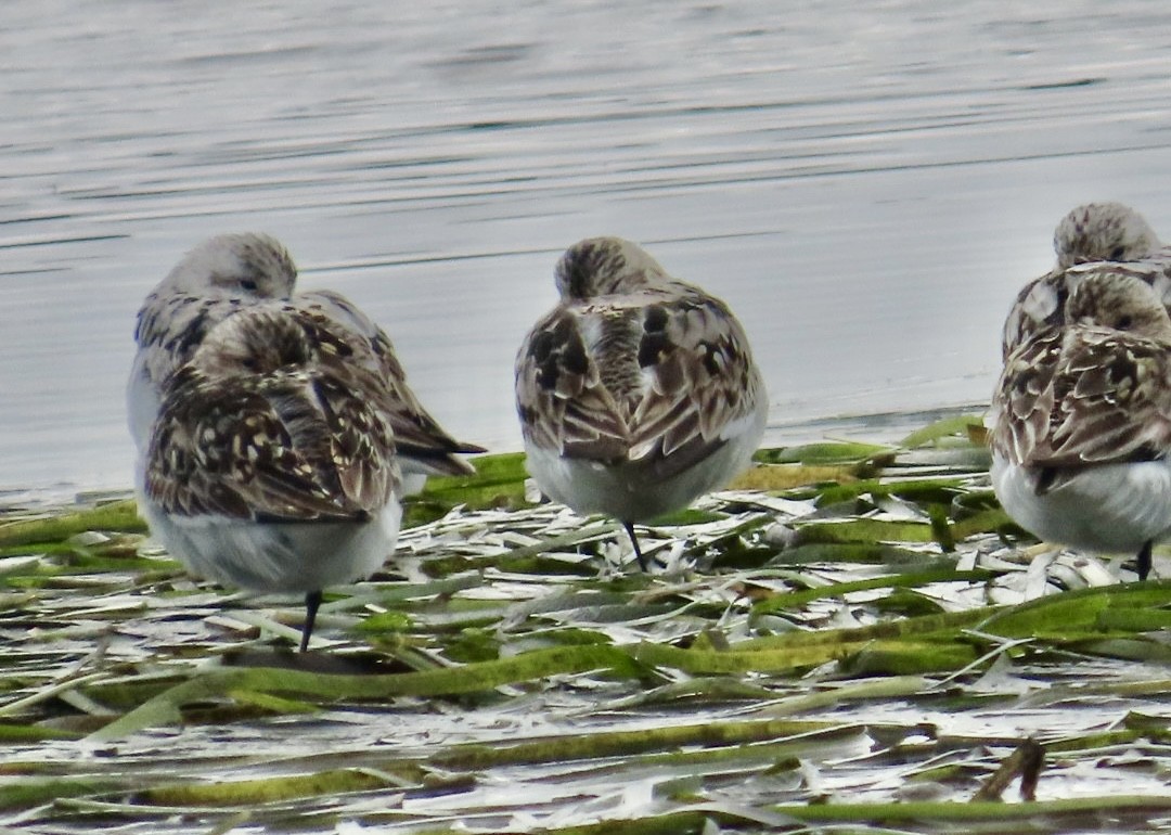 Sanderling - Jim Rowoth