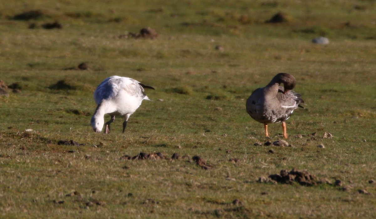 Snow Goose - Liam Ragan