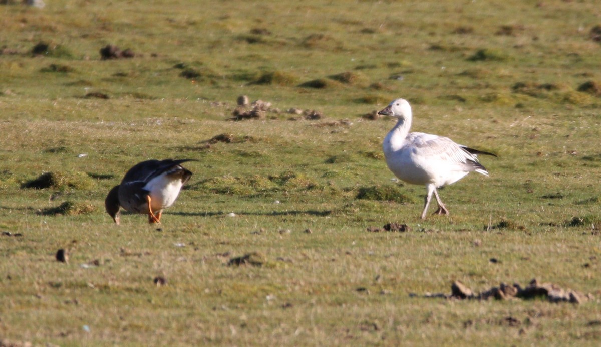 Snow Goose - Liam Ragan