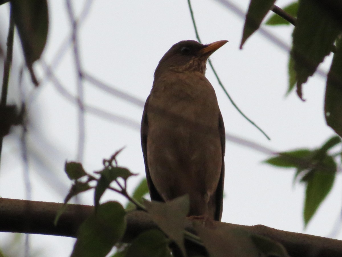 Creamy-bellied Thrush - Stephen Roque