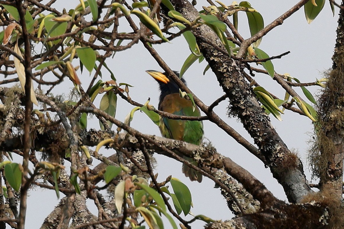 Great Barbet - ML622785133