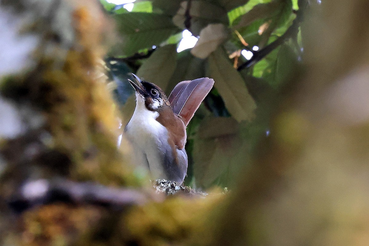 Gray-sided Laughingthrush - ML622785148