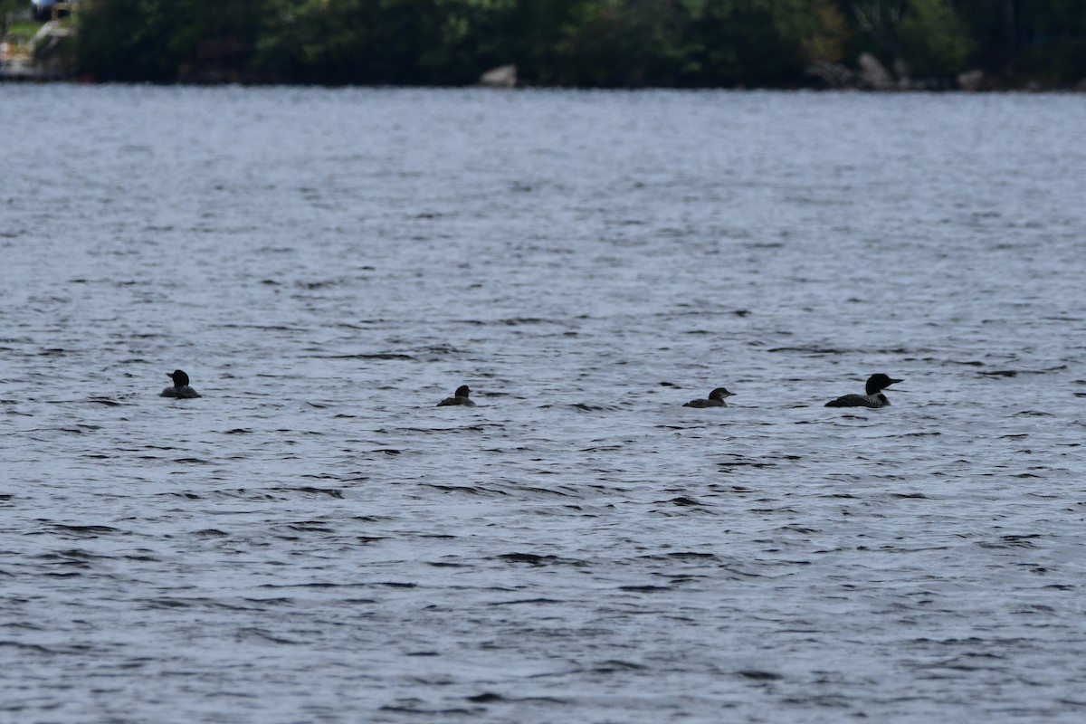 Common Loon - Rebecca Scott