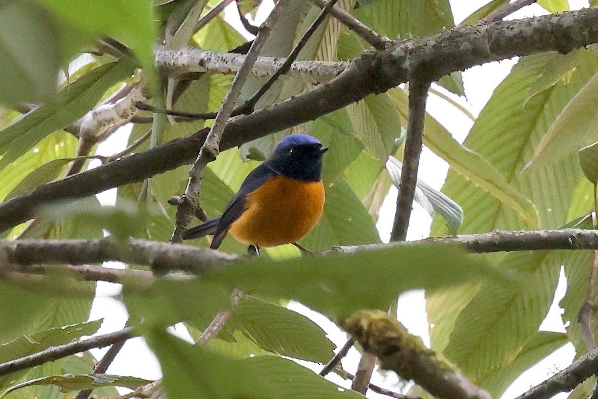 Rufous-bellied Niltava - ML622785181