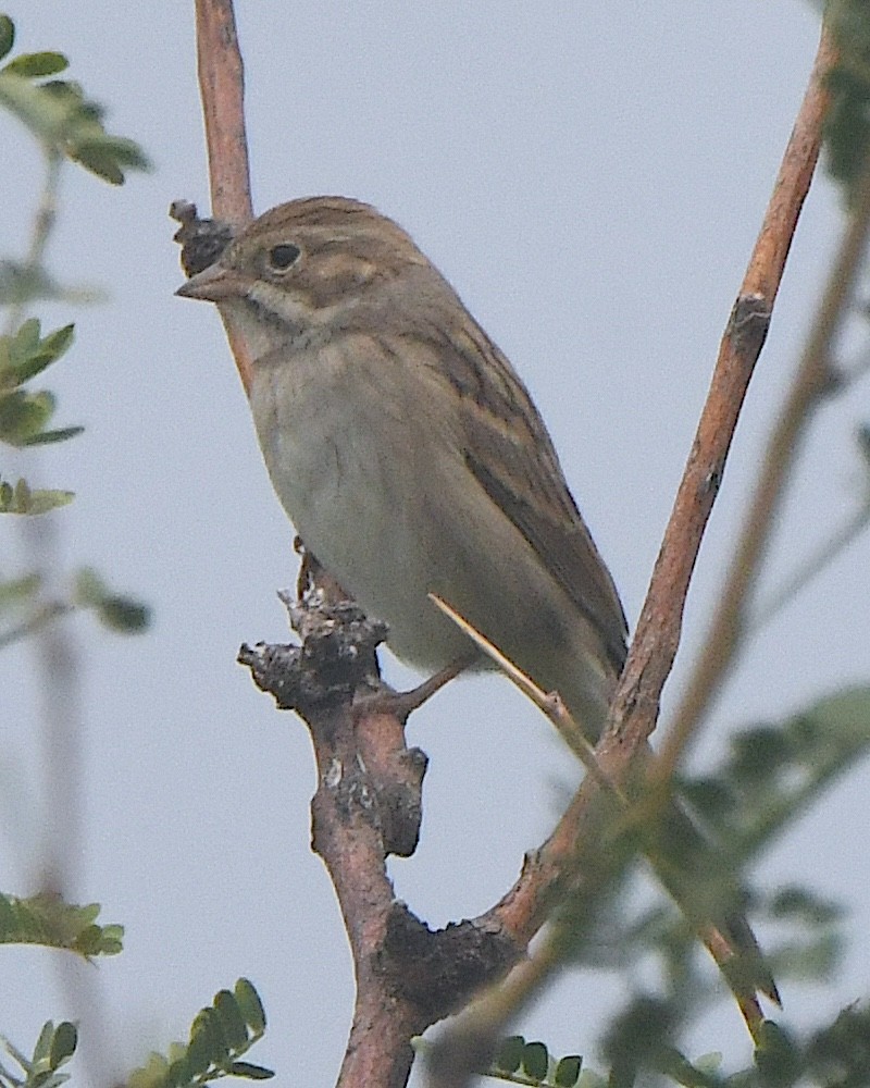 Brewer's Sparrow - ML622785187