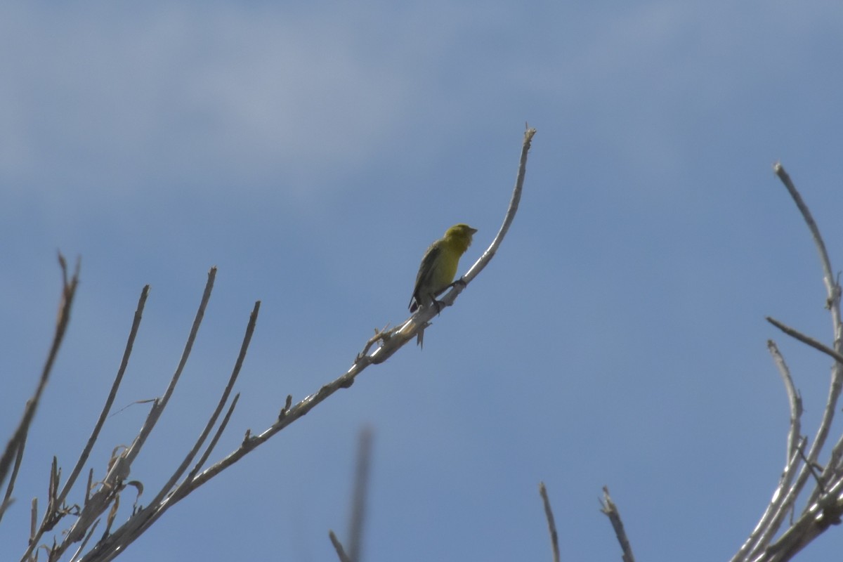 Island Canary - Michel Cournoyer