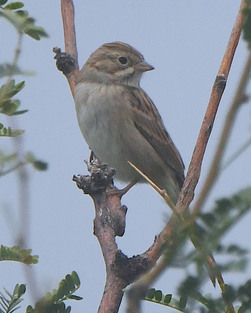 Brewer's Sparrow - ML622785191