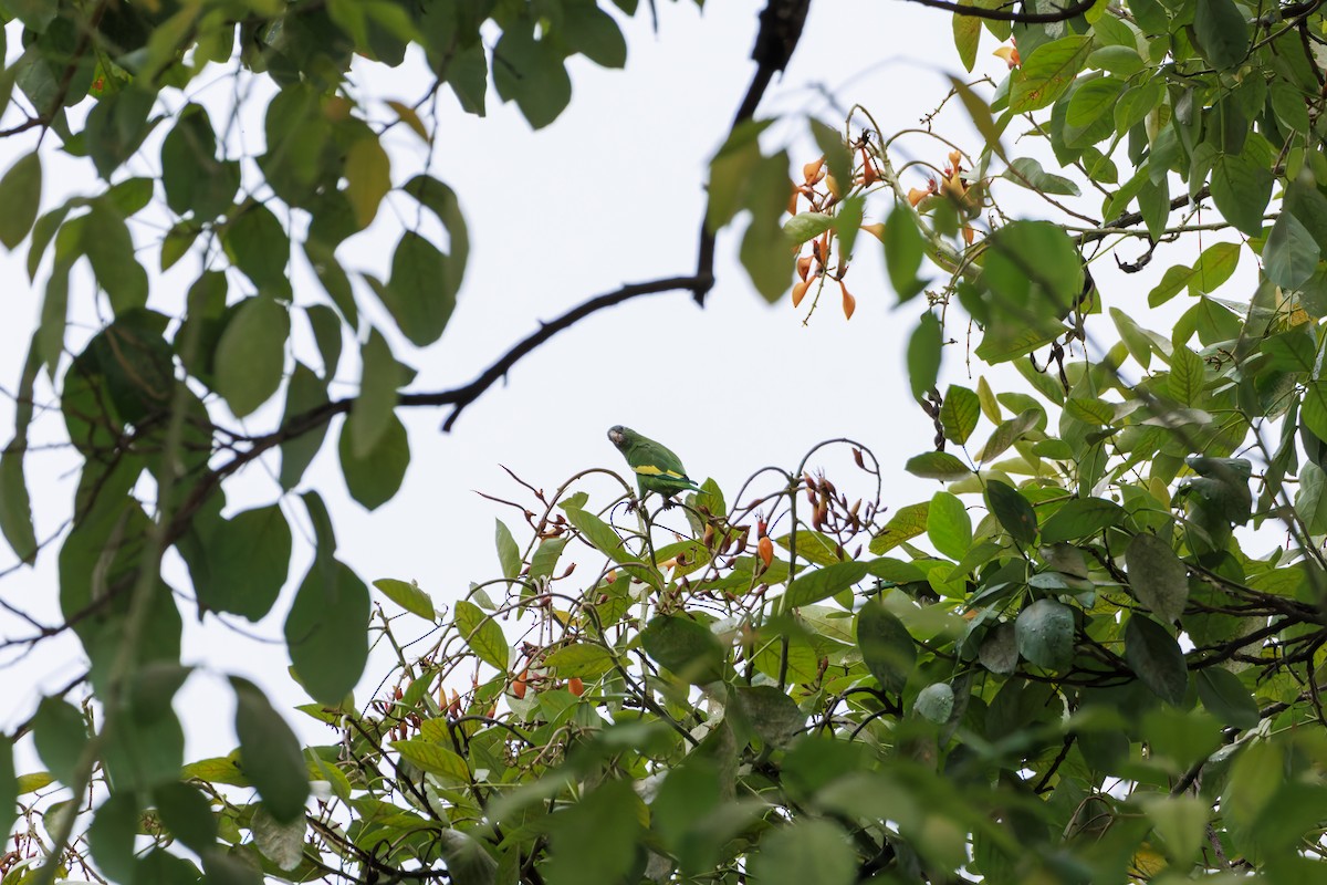 White-winged Parakeet - Frank Dietze