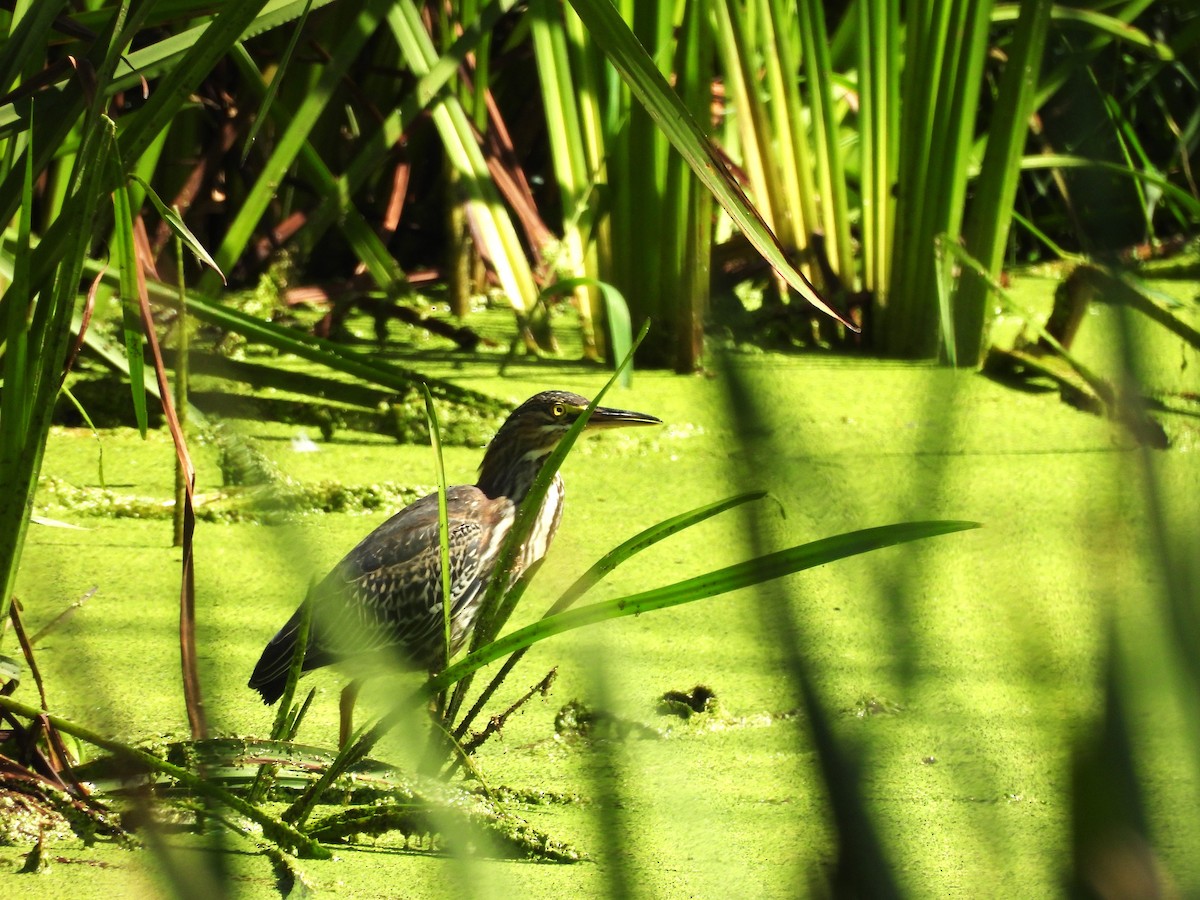 Green Heron - Sue Ascher