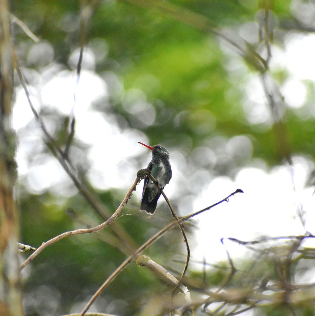 Glittering-throated Emerald - ML622785213