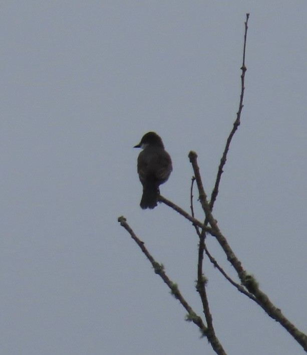 Eastern Kingbird - ML622785224