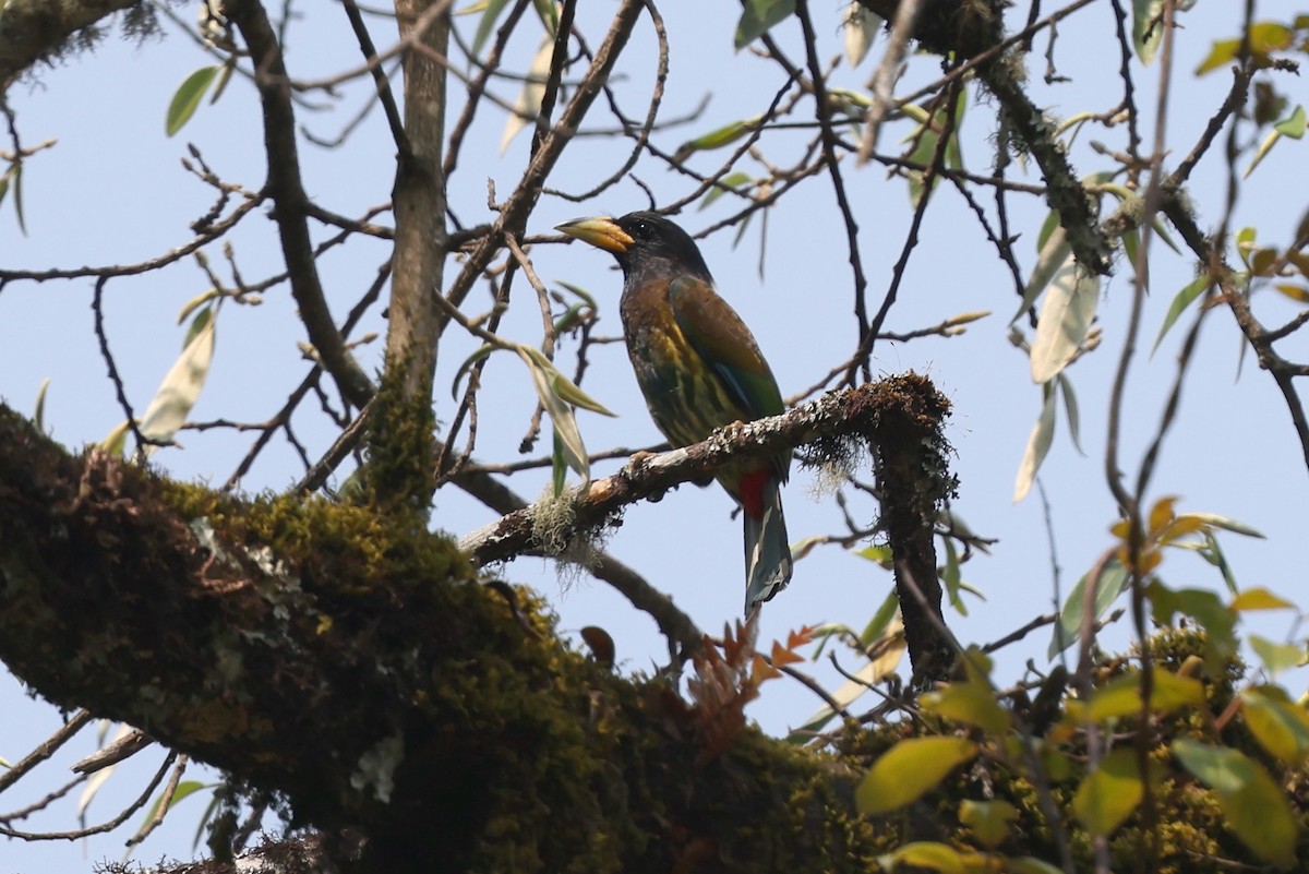 Great Barbet - ML622785253