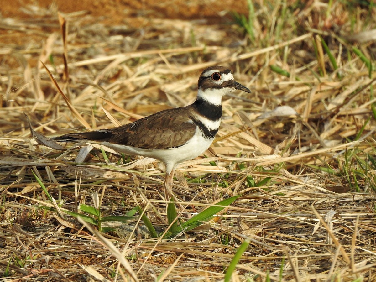 Killdeer - Fabian Torres