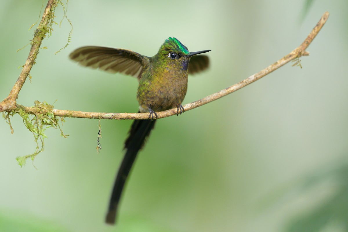 Violet-tailed Sylph - Sean Crockett