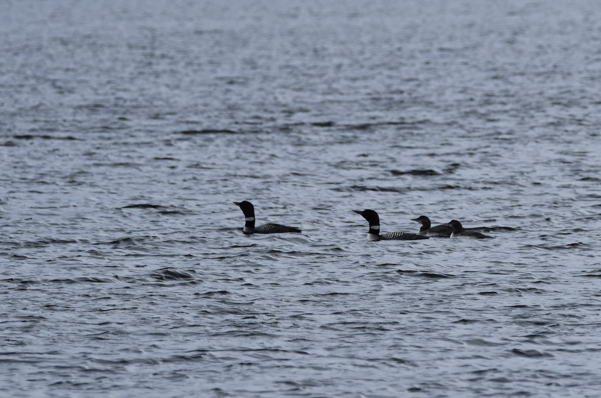 Common Loon - Rebecca Scott