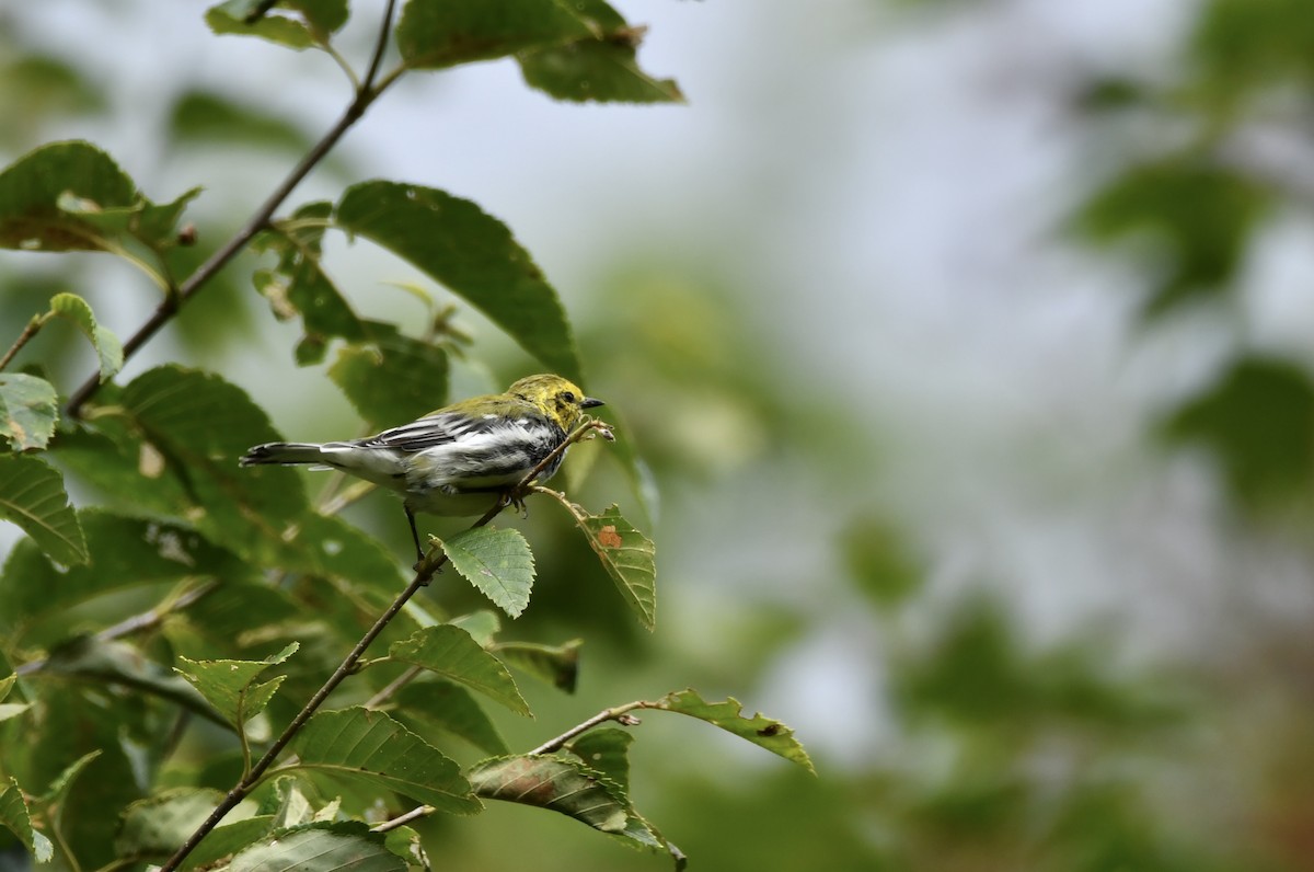 Black-throated Green Warbler - Rebecca Scott