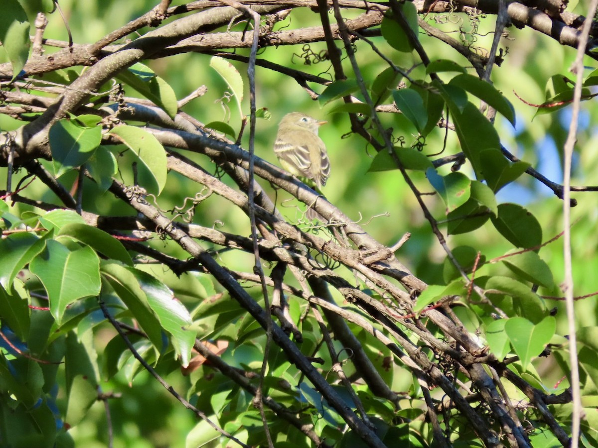 Great Crested Flycatcher - ML622785335