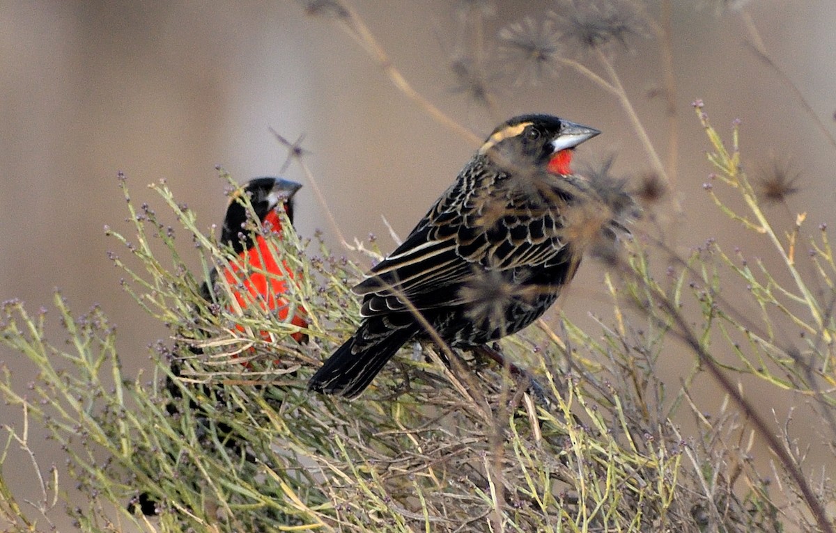 White-browed Meadowlark - raul balla