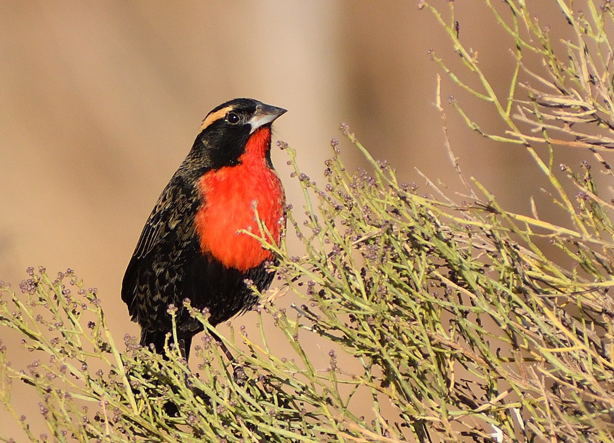 White-browed Meadowlark - ML622785363