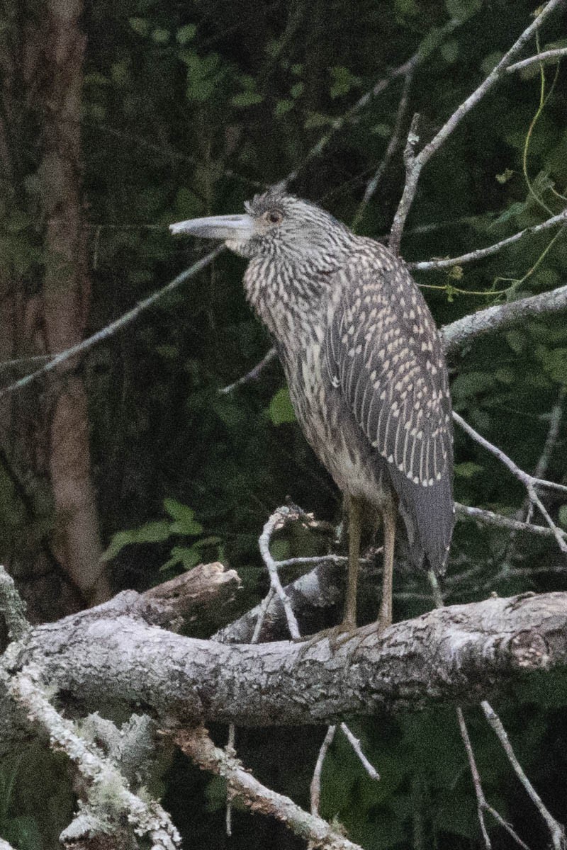 eBird Checklist - 21 Aug 2024 - Clyde Shepherd Nature Preserve - 26 species