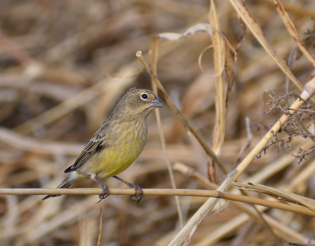 Grassland Yellow-Finch - ML622785379