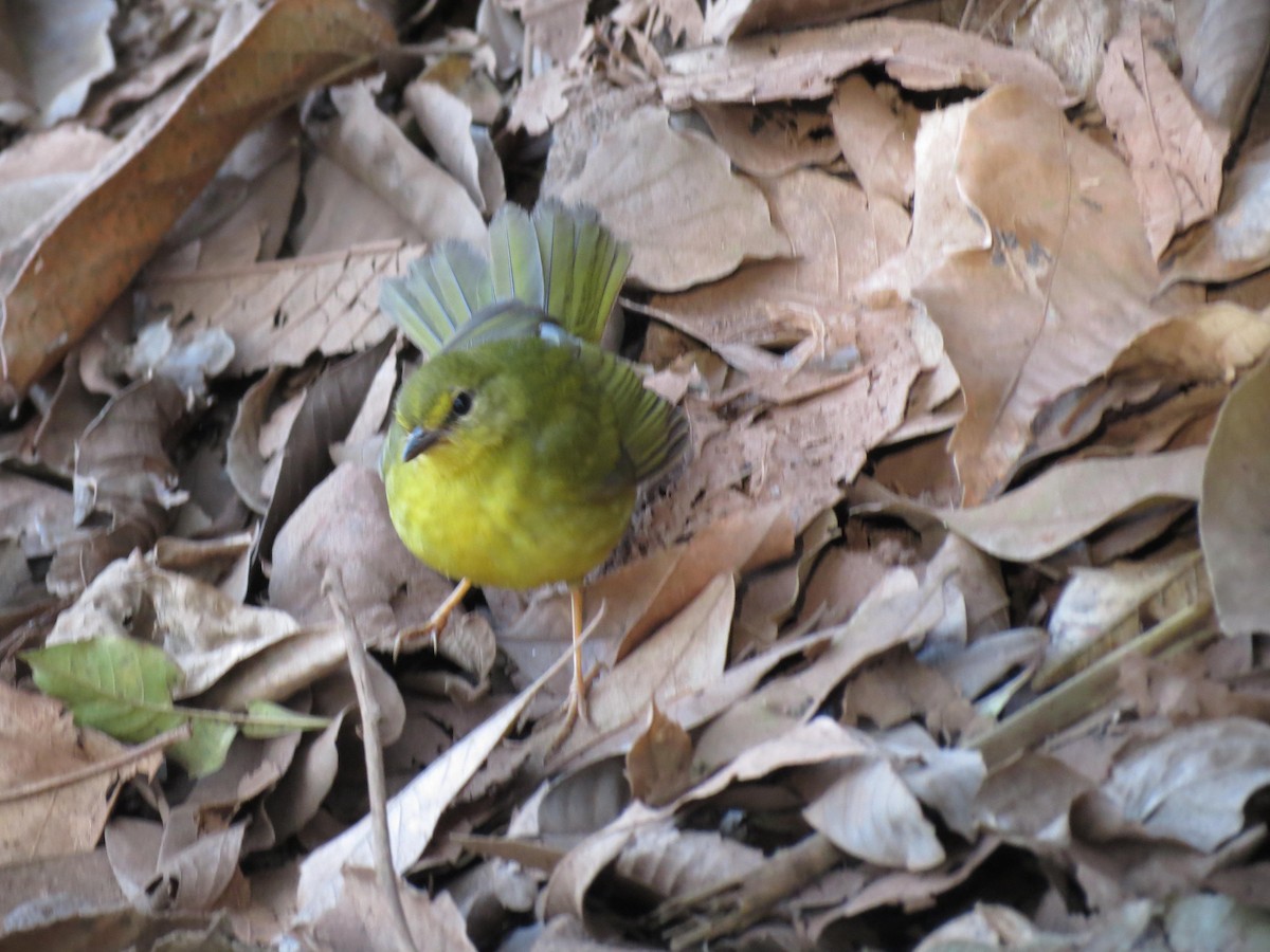 Flavescent Warbler - Stephen Roque