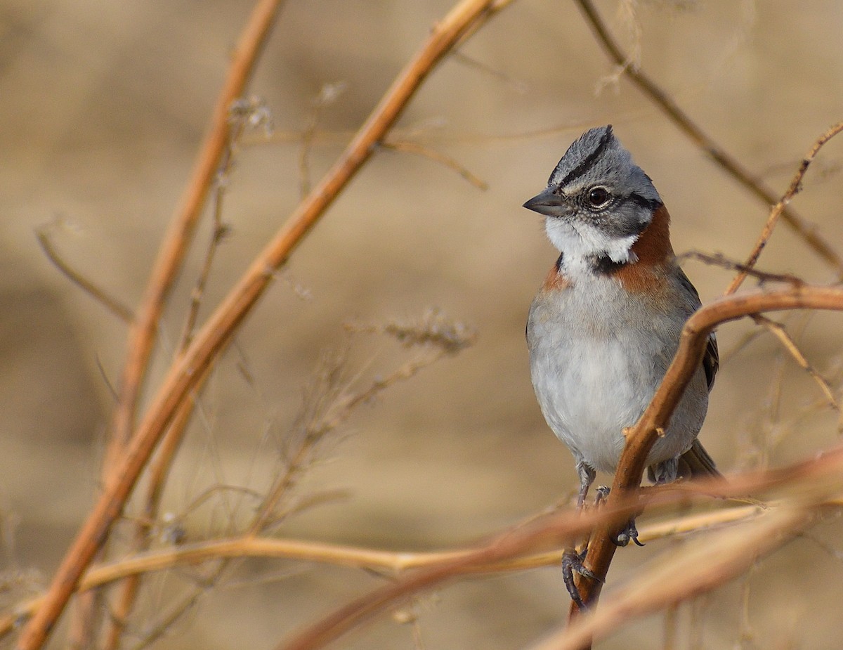 Rufous-collared Sparrow - ML622785401