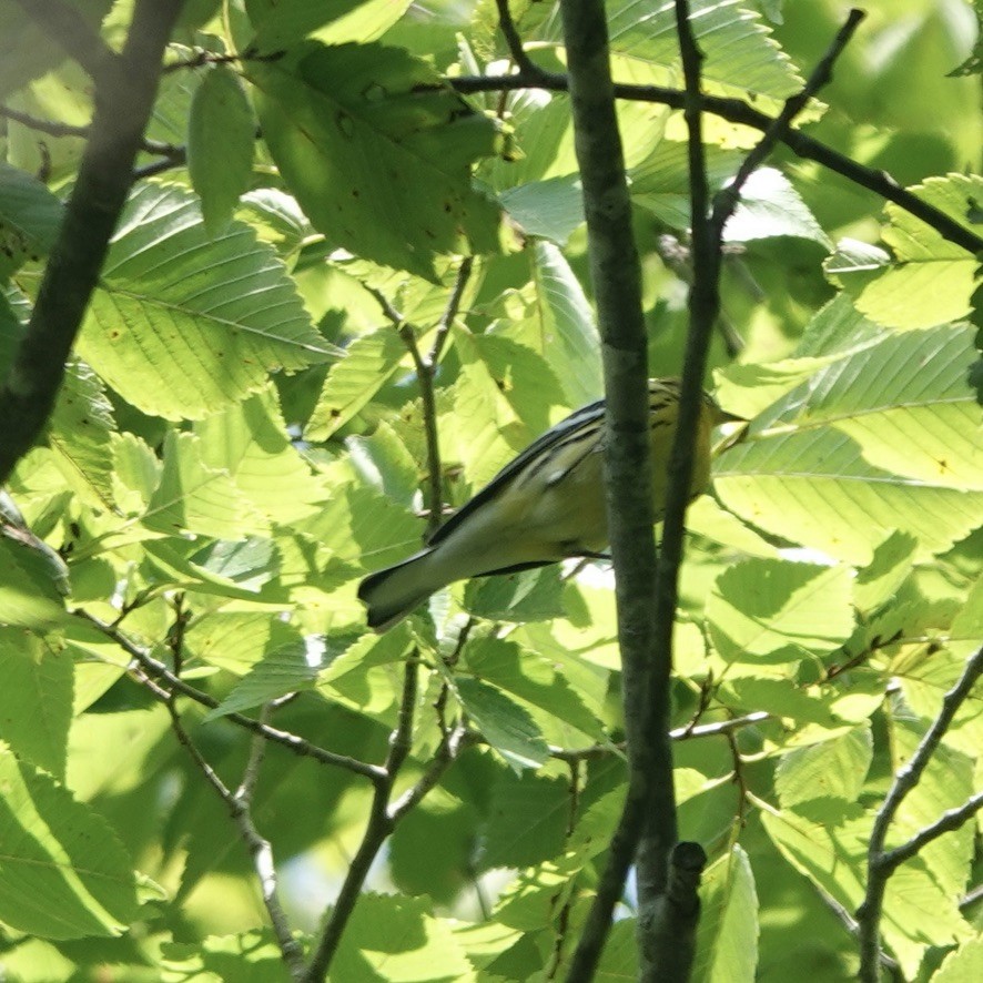 Blackburnian Warbler - ML622785439