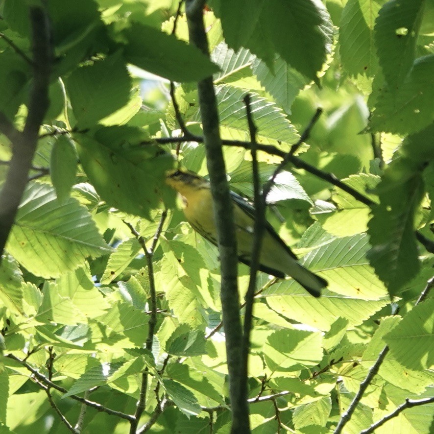 Blackburnian Warbler - ML622785440