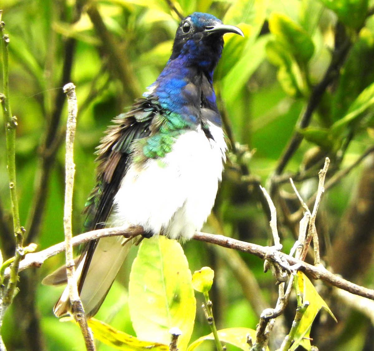 White-necked Jacobin - ML622785448