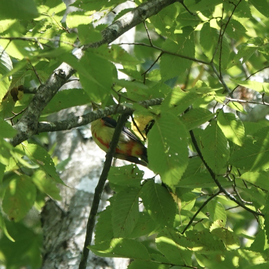 Scarlet Tanager - ML622785449