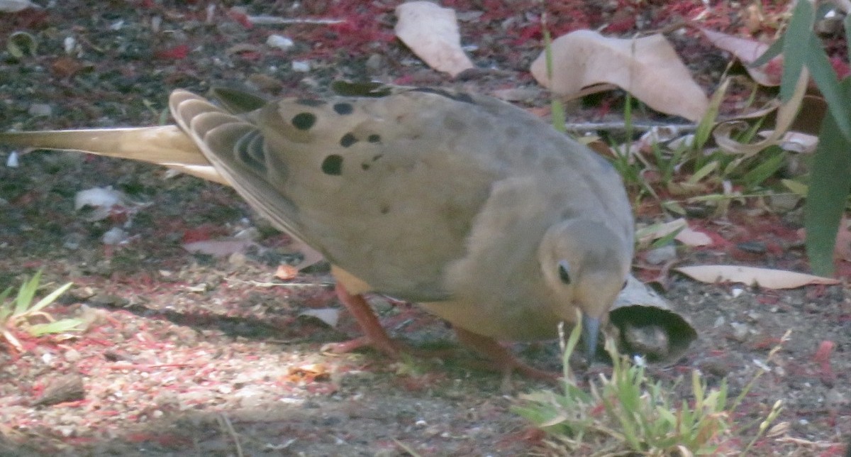 Mourning Dove - viki anderson