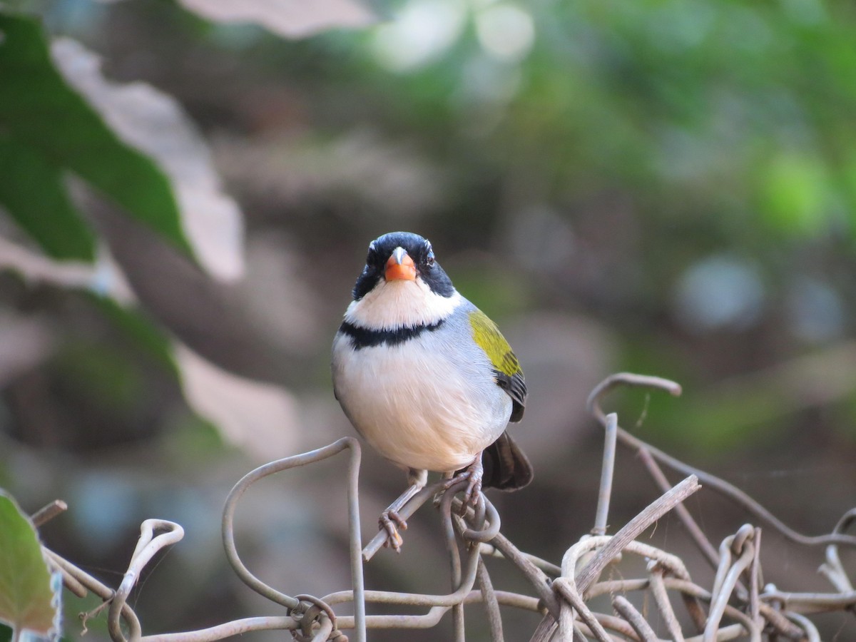 Saffron-billed Sparrow (Saffron-billed) - ML622785458