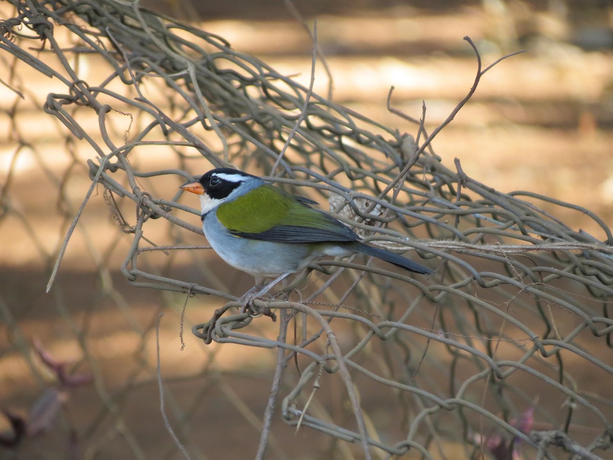 Saffron-billed Sparrow (Saffron-billed) - ML622785480