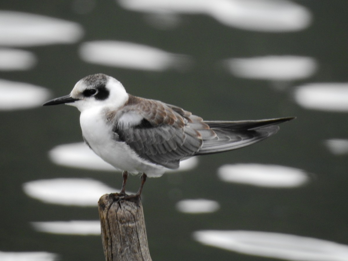 Black Tern - ML622785482