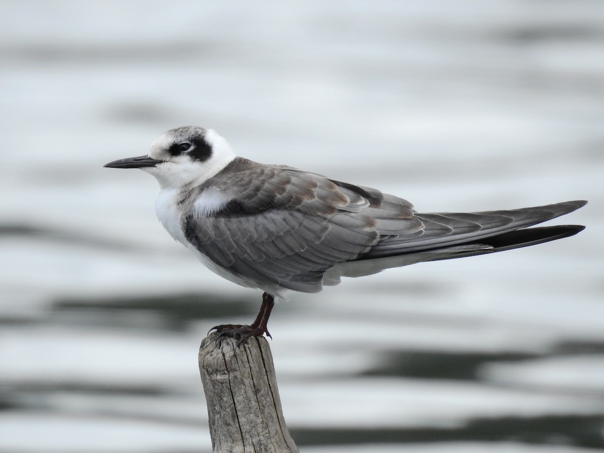 Black Tern - ML622785486