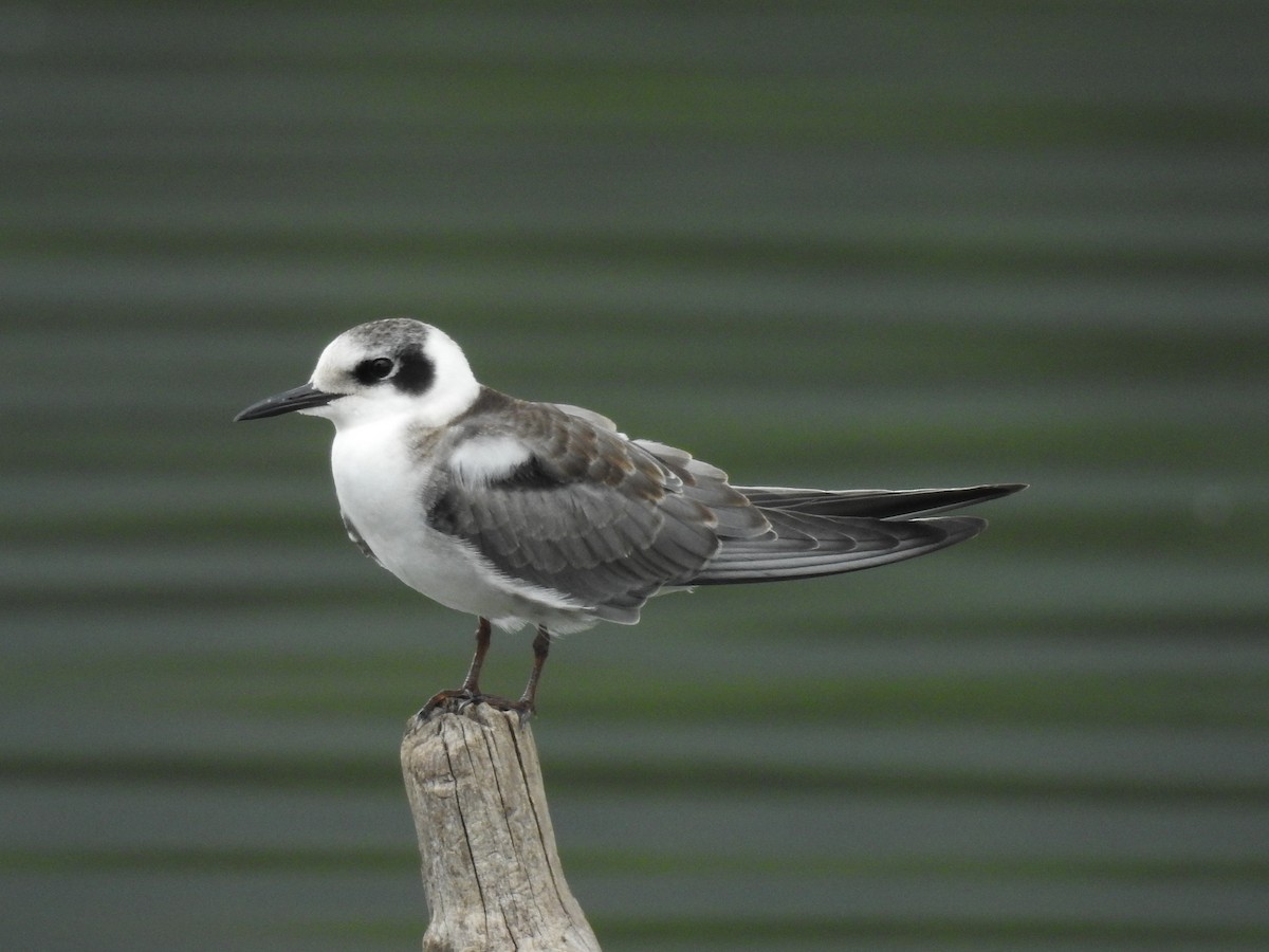 Black Tern - ML622785487